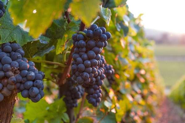 Vente domaine viticole sur les Pyrénées Orientales