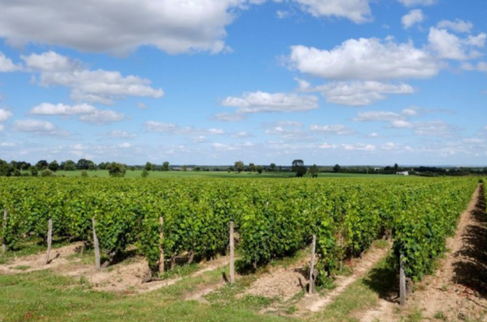 AV domaine viticole 32Ha Haut Layon milieu réputé