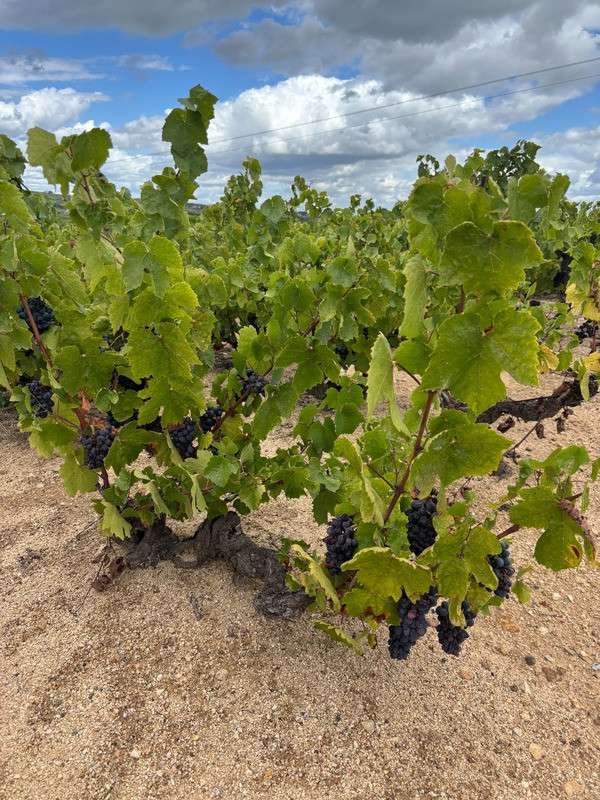Parcelles de vignes à vendre à Regnie Durette (69)