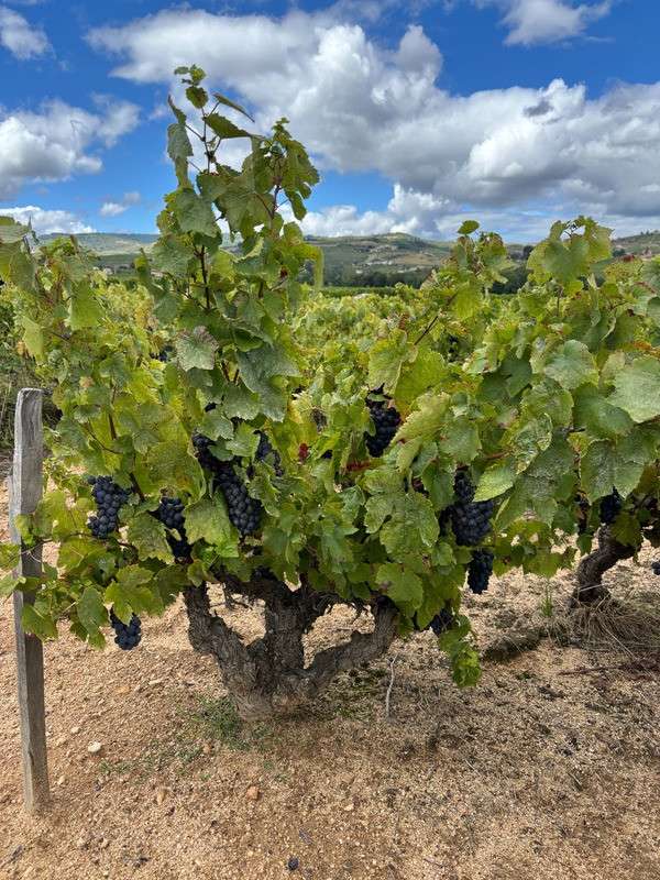 Parcelle à vendre 4 500m² Saint-Amour Beaujolais