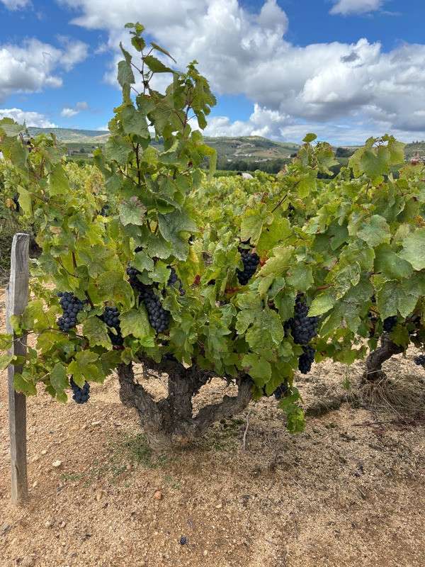 Cède parcelle viticole en cru beaujolais Pruzilly