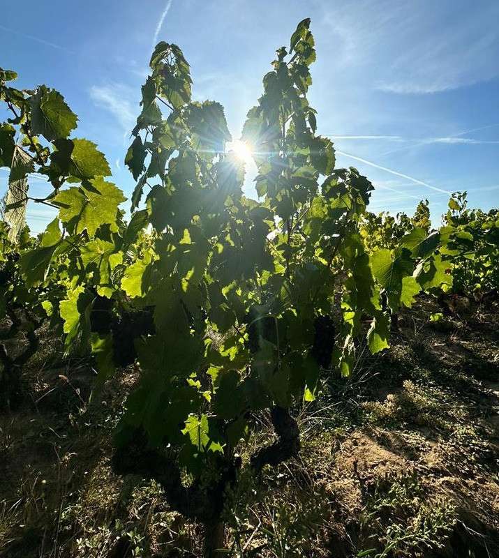 A vendre vignes AOC Moulin à Vent 3918m² Bourgogne
