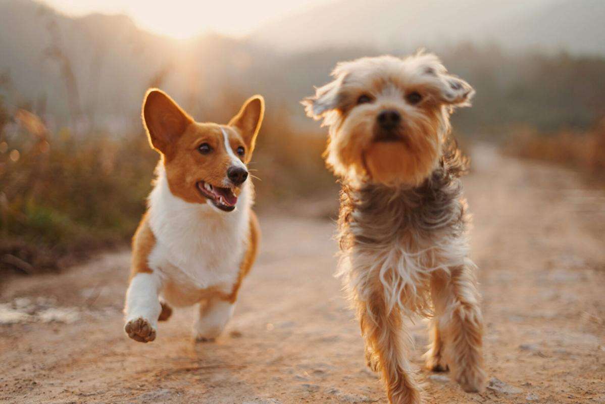 Vente FDC pension canine à 40 min de Dijon