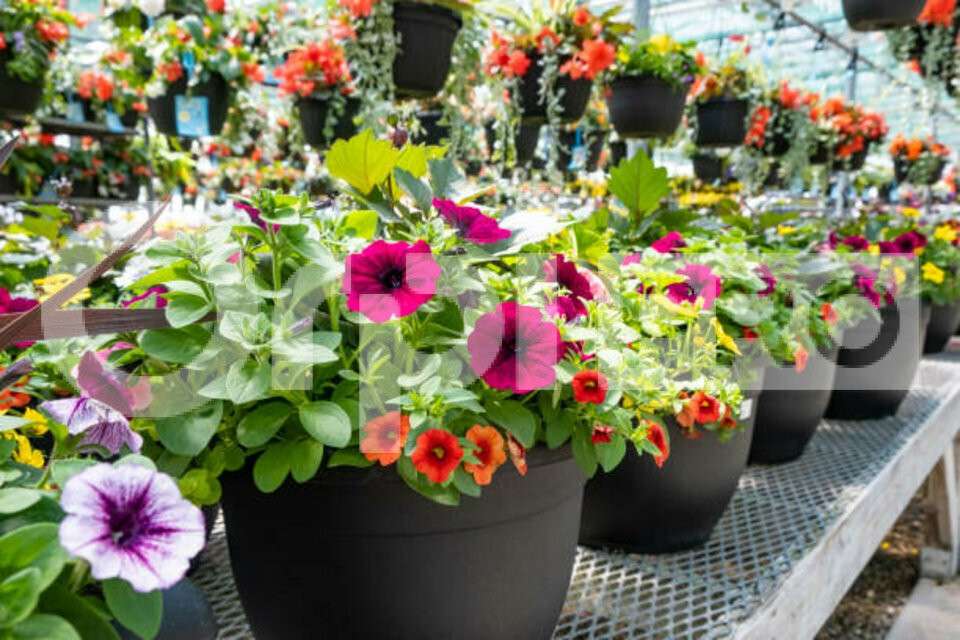 Cession fonds de commerce horticulture en Auvergne