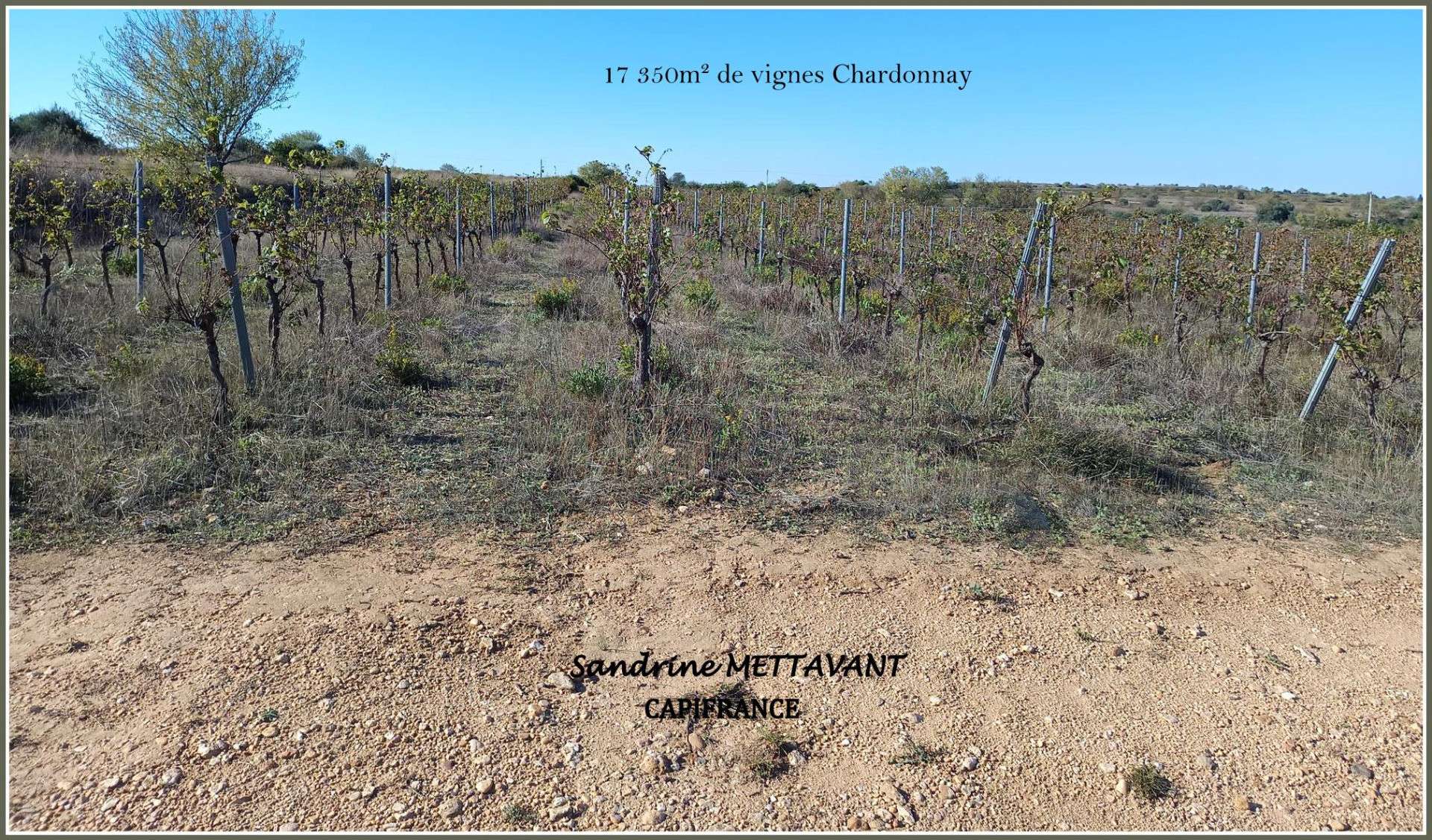Parcelles de vignes à vendre Saint-Thibéry