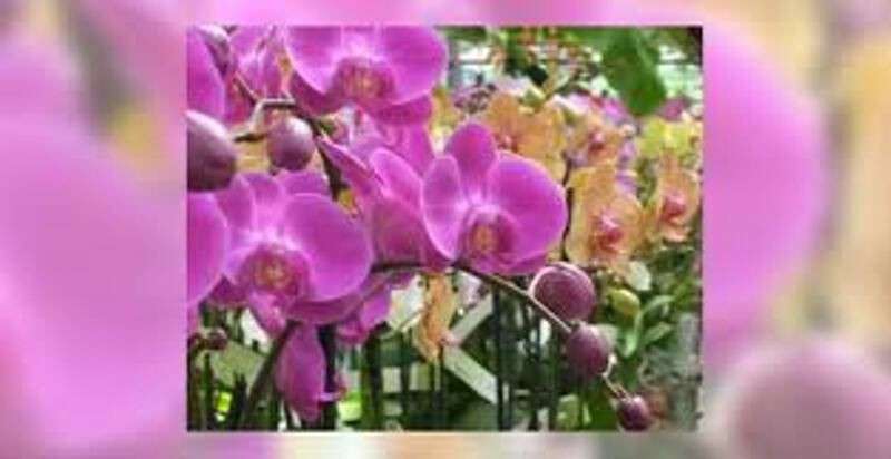 Fonds de commerce fleurs à vendre proche Valognes