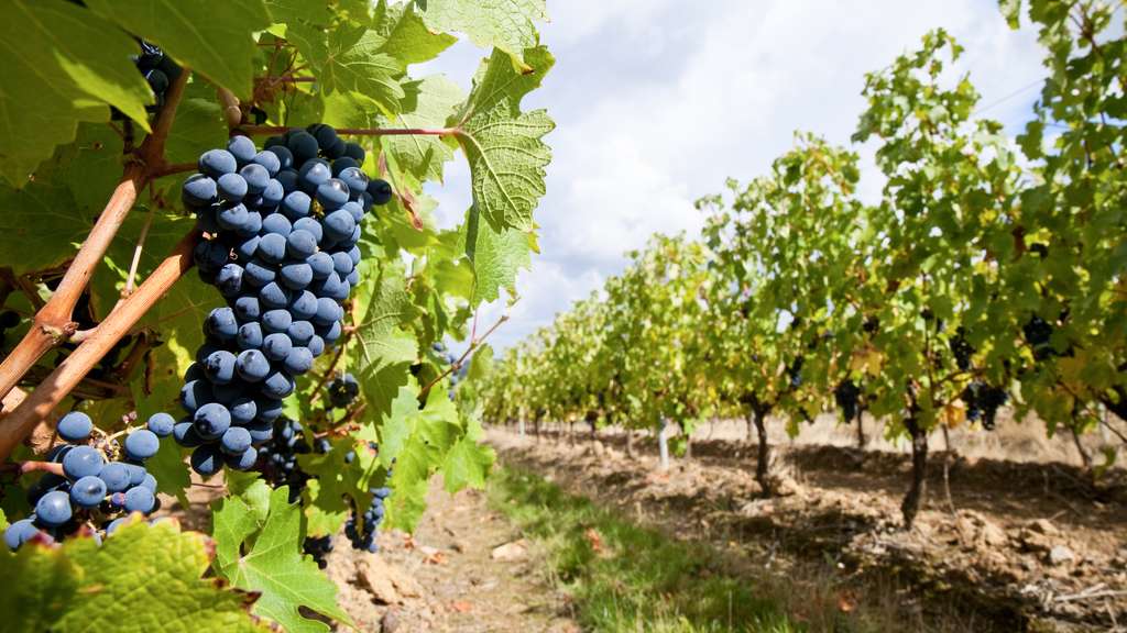 Vente domaine viticole en viager libre 83 Var