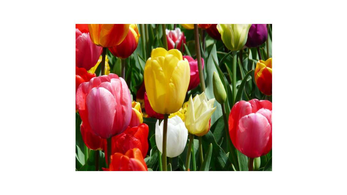 Vente Magasin fleurs en bord de départementale 25