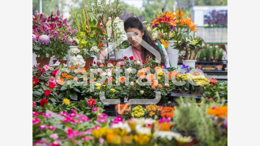 FDC fleurs à vendre proche de Toulouse