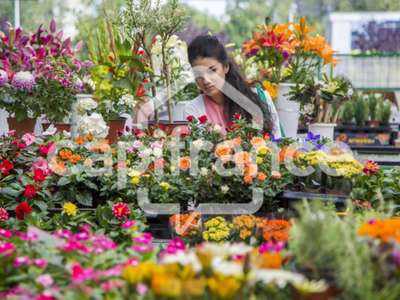 FDC fleurs à vendre proche de Toulouse