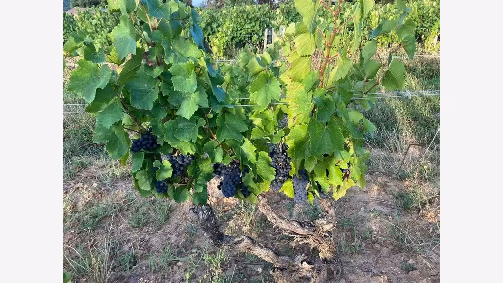 Vente Parcelles de vigne AOC 88a 67ca à Julienas