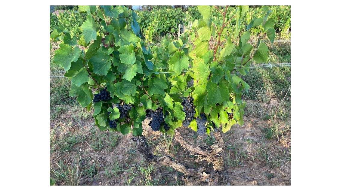 Vente Parcelles de vigne AOC 88a 67ca à Julienas