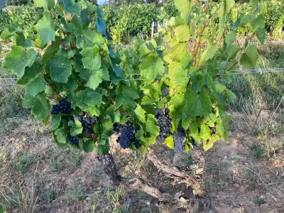 Vente Parcelles de vigne AOC 88a 67ca à Julienas