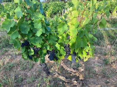 Vente Agriculture - Viticulture à Juliénas