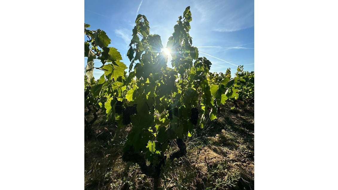 A vendre vignes AOC Moulin à Vent Saône et Loire