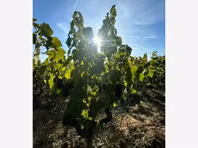 A vendre vignes AOC Moulin à Vent Saône et Loire