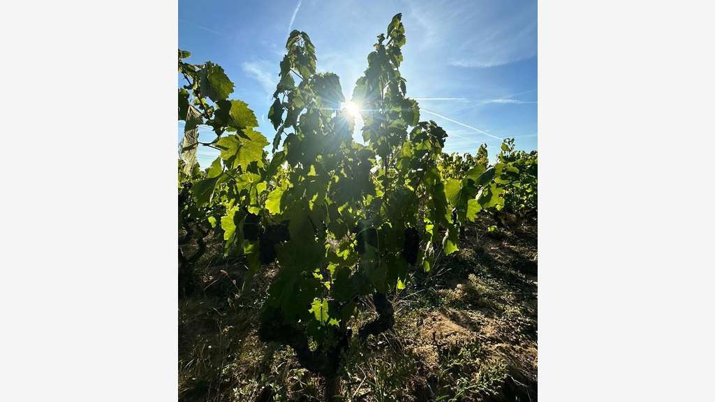 A vendre vignes AOC Moulin à Vent 3.5ha Bourgogne