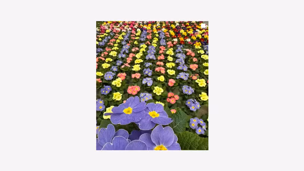 AV société horticole pépinière et jardinerie 26