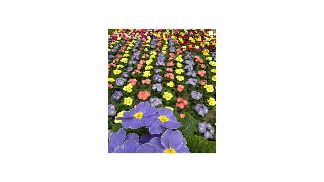 AV société horticole pépinière et jardinerie 26