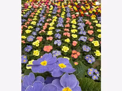 AV société horticole pépinière et jardinerie 26