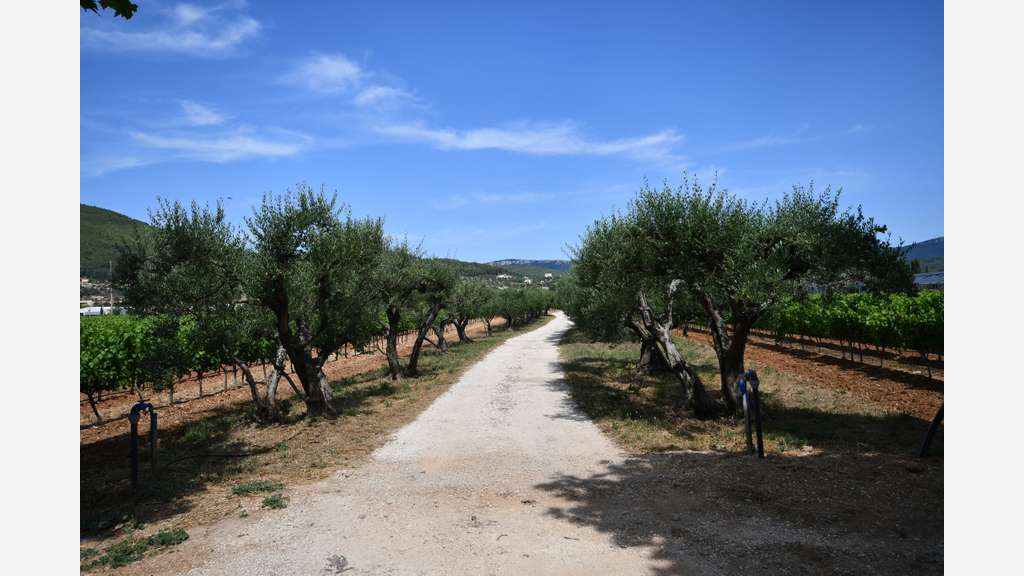 Vente domaine viticole 19ha AOP Côtes de Provence