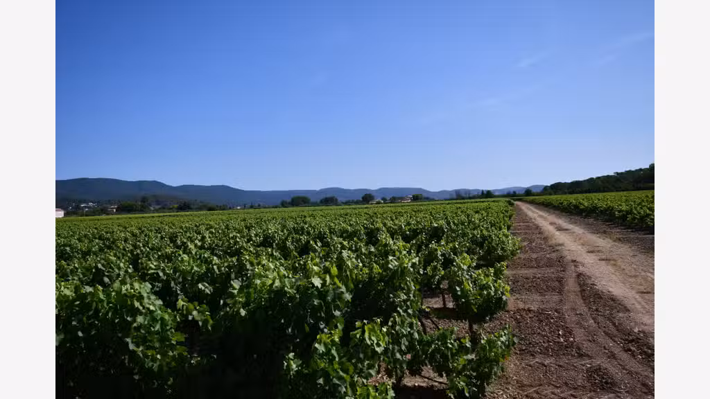 Vente domaine viticole 19ha AOP Côtes de Provence