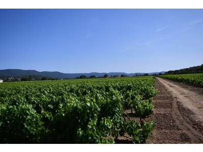 Vente Agriculture - Viticulture à Pierrefeu-du-Var