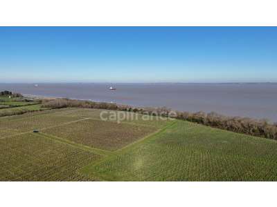 Vente Agriculture - Viticulture à Saint-Seurin-de-Cadourne