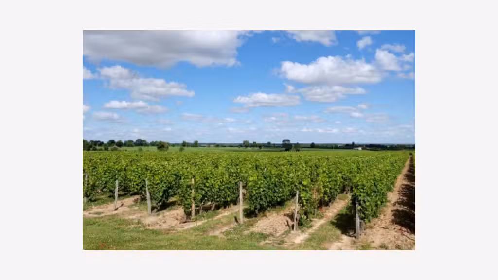 AV domaine viticole 32Ha Haut Layon milieu réputé
