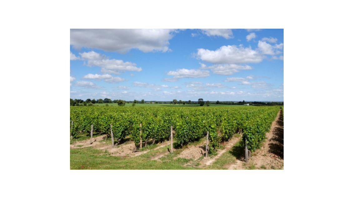 AV domaine viticole 32Ha Haut Layon milieu réputé