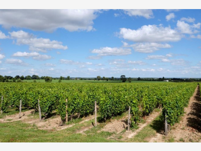 AV domaine viticole 32Ha Haut Layon milieu réputé