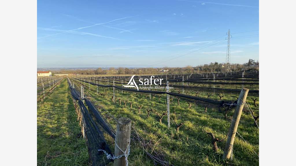 Vignes et cuvage secteur Nord-Ouest Villefranche