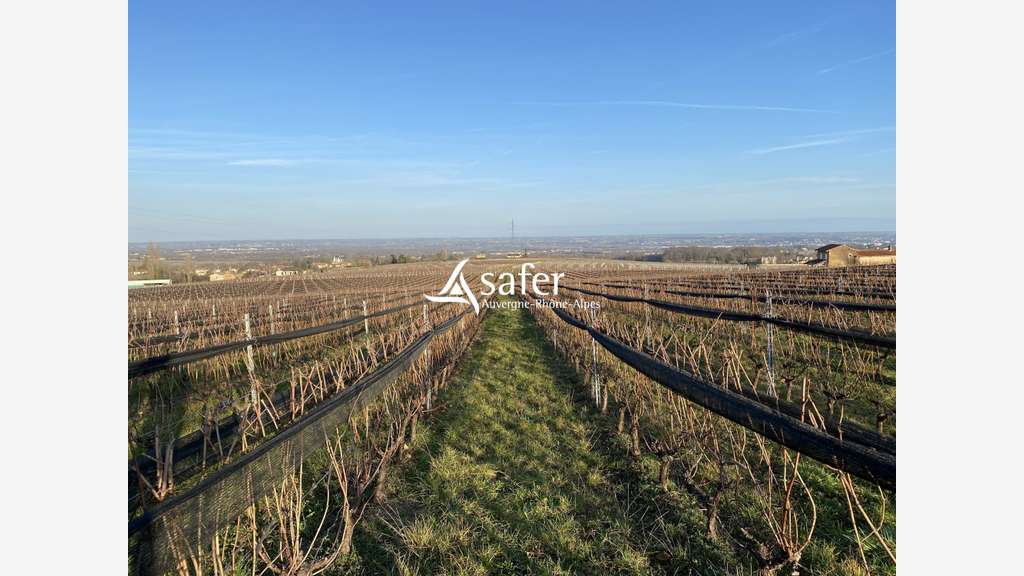 Vignes et cuvage secteur Nord-Ouest Villefranche