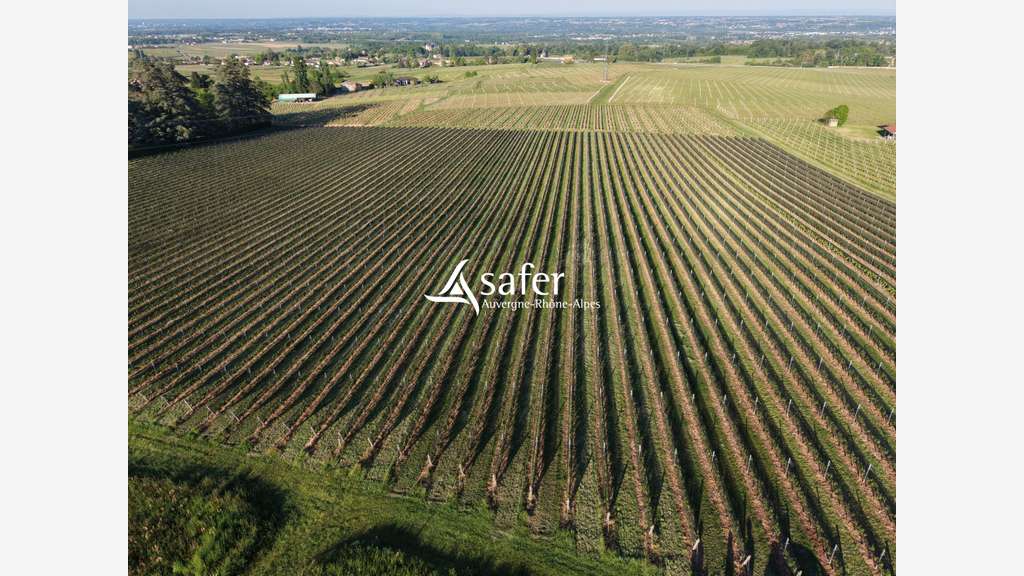 Vignes et cuvage secteur Nord-Ouest Villefranche
