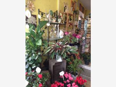 Vend FDC fleurs coeur bourg dynamique en expansion