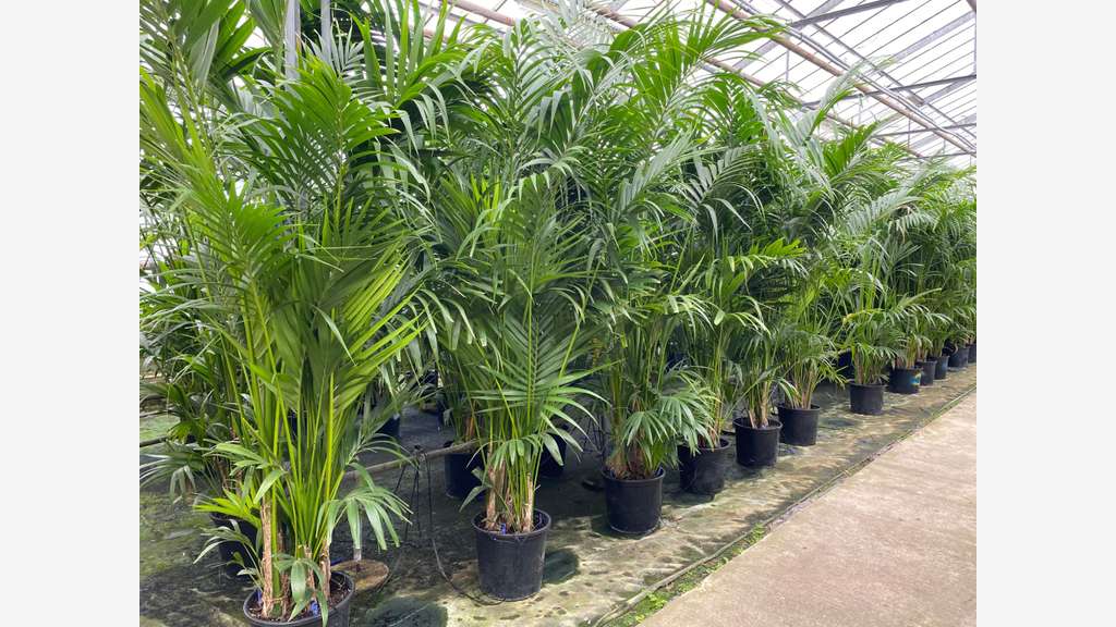 FDC LOCATION DE PLANTES