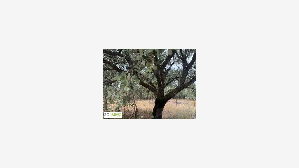Vente propriété équestre à Maussane-les-Alpilles