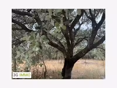 Vente propriété équestre à Maussane-les-Alpilles