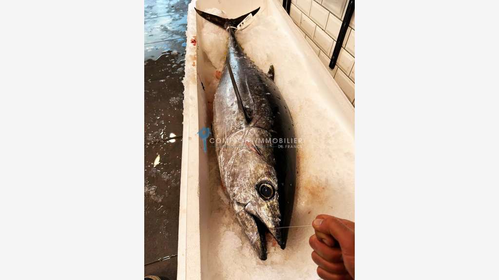 AV poissonnerie idéalement située le Grau du Roi