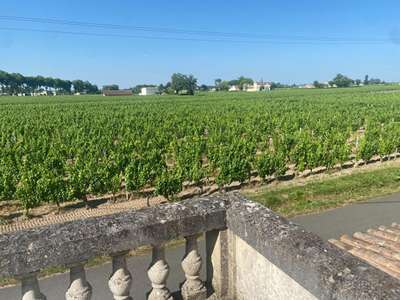 Vente Agriculture - Viticulture à Pomerol