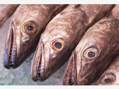 Vente poissonnerie en centre bourg dynamique Ain