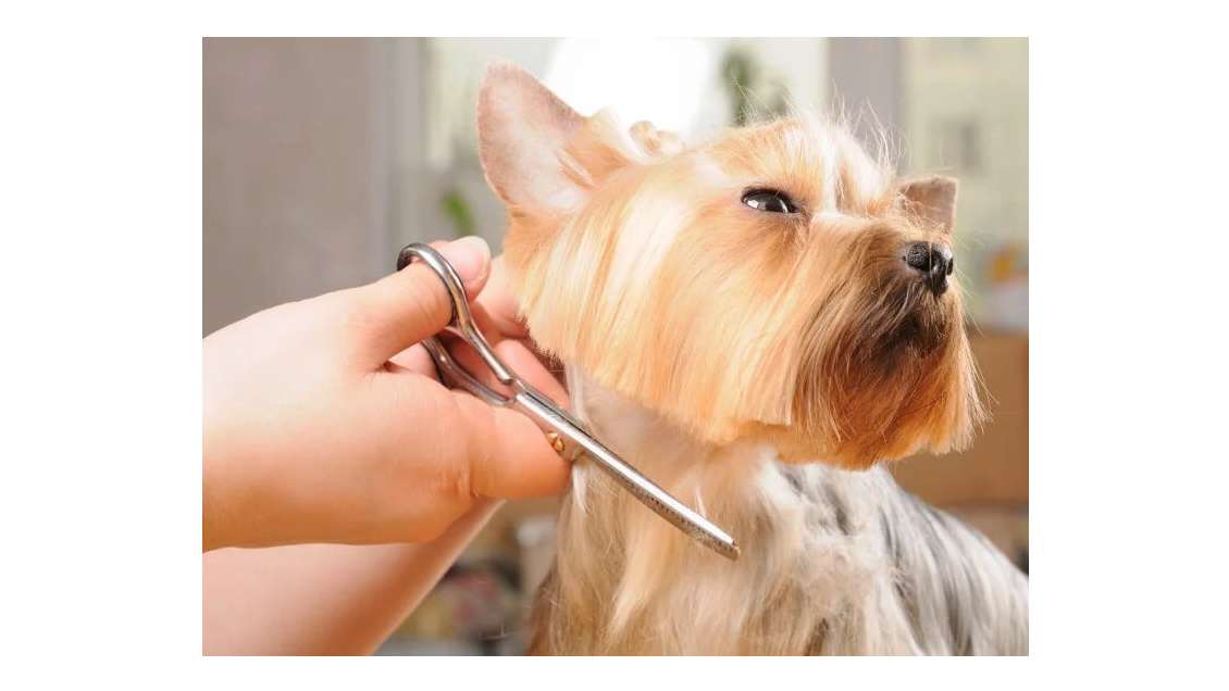 Vente salon de toilettage rénové à Nice