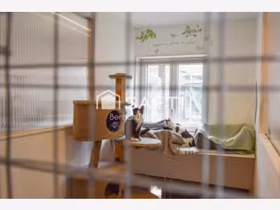 Pension féline haut de gamme + maison d’habitation