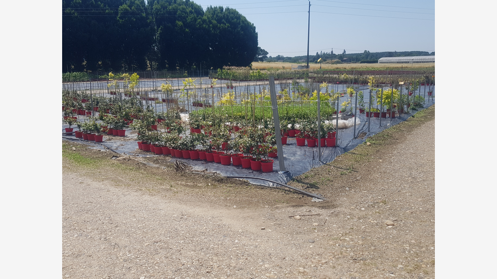 Vente sociétés jardinerie et pépinière dans le 47