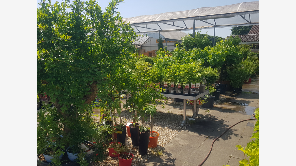 Vente sociétés jardinerie et pépinière dans le 47