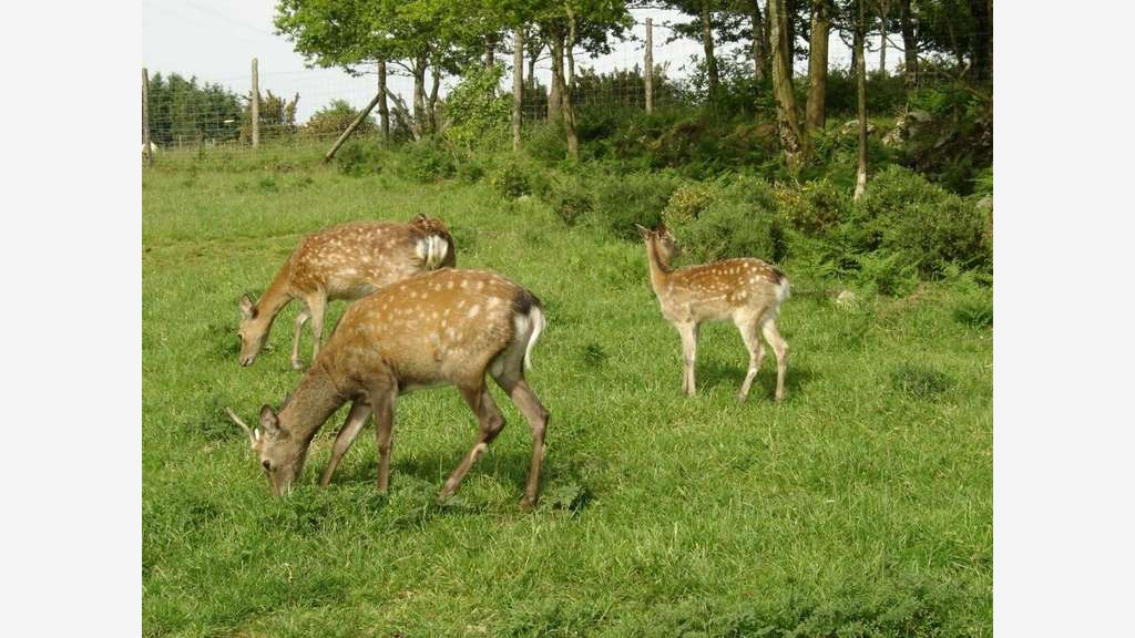 Parc animalier à reprendre Morbihan (56)