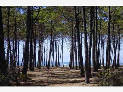 A vendre, magnifique boulangerie, Landes
