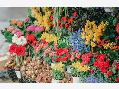 Cède FDC fleurs bon chiffre d'affaire à Lyon Est