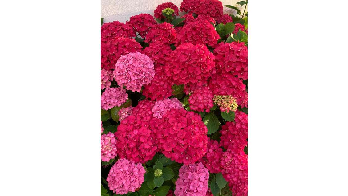 Vente FDC fleuriste 180m² empl N°1 à Livry-Gargan