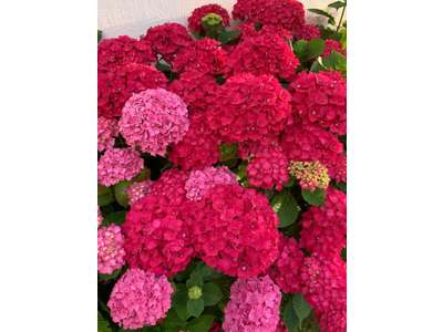 Vente Cadeaux - Fleurs à Livry-Gargan